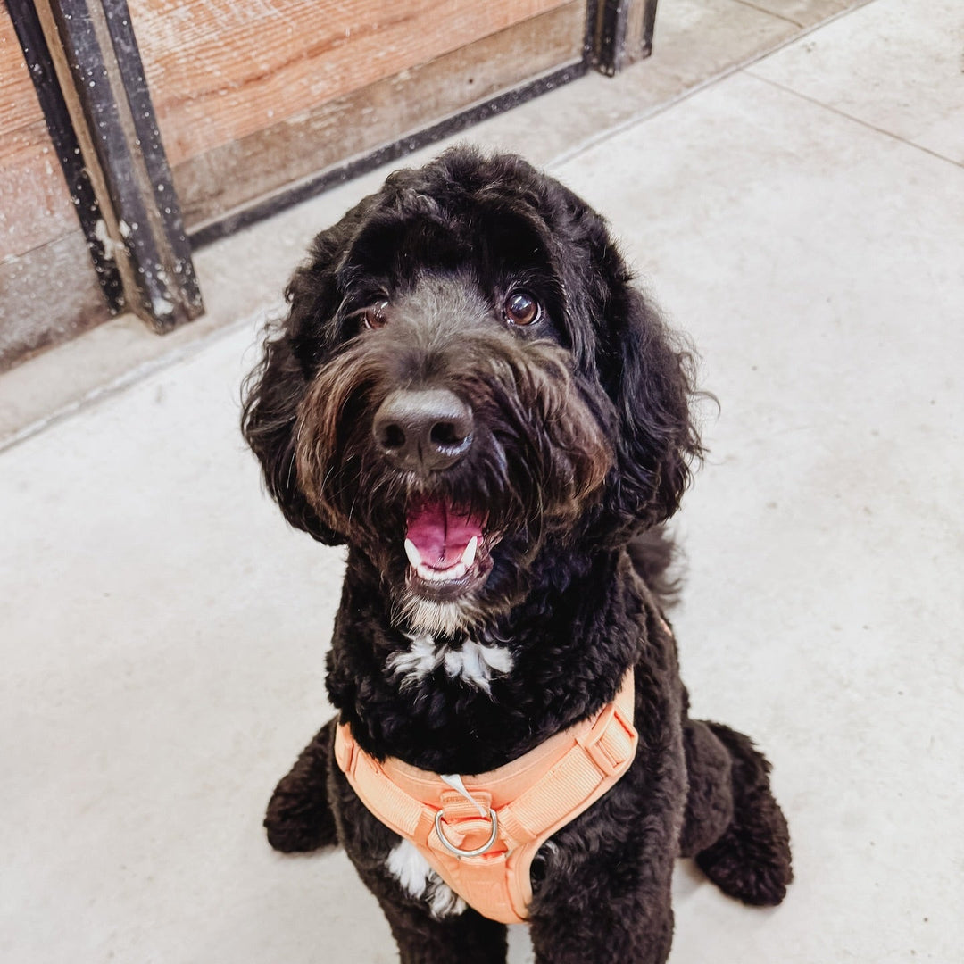 Black dog wearing a peach harness sitting on a concrete surface.