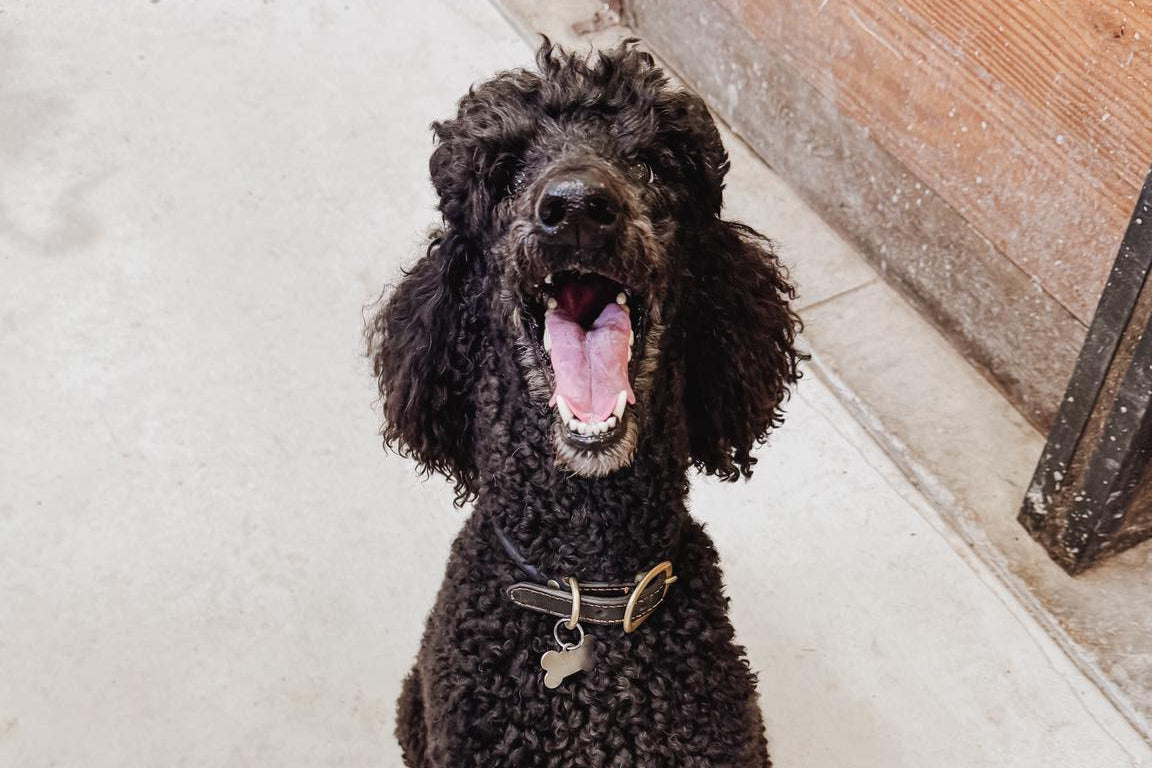 Brown poodle sitting on a white floor with a wooden door in the background