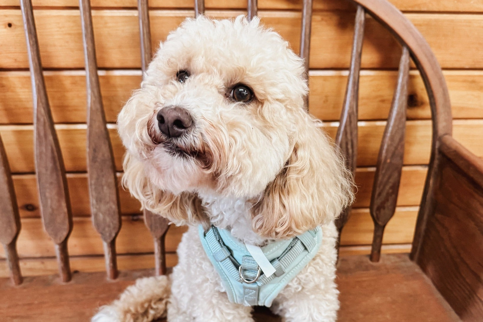 White dog sitting on a wooden chair with a wooden wall background