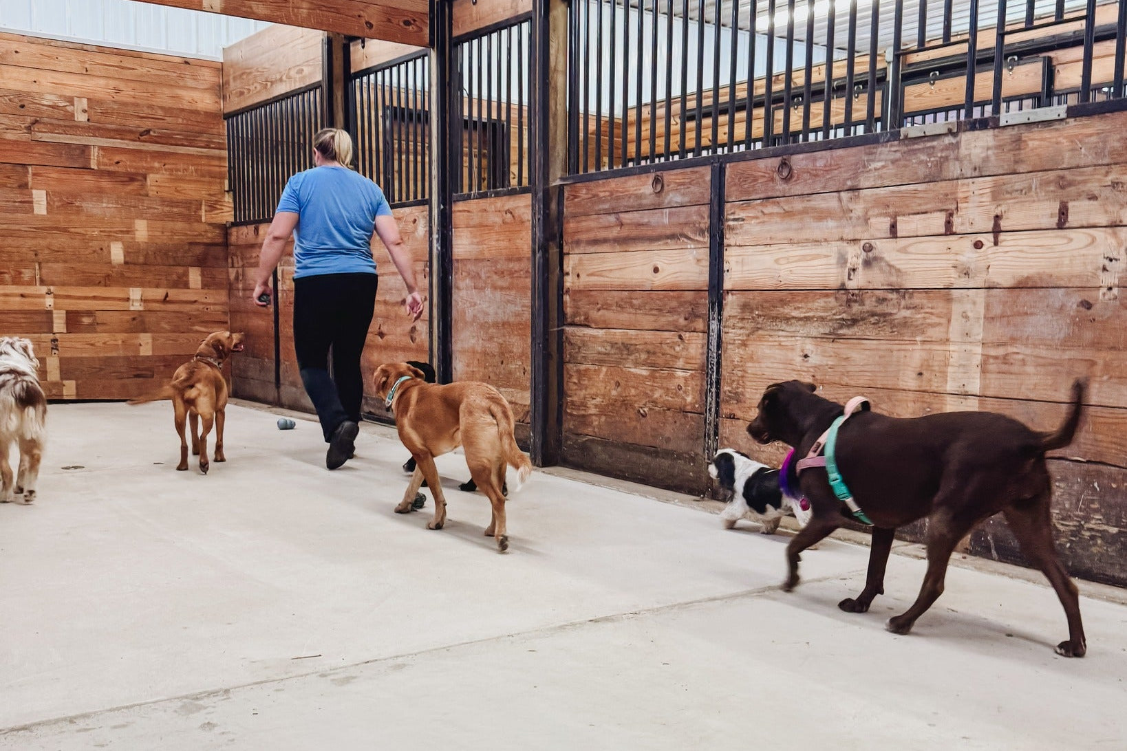 Person walking with dogs in a wooden enclosure