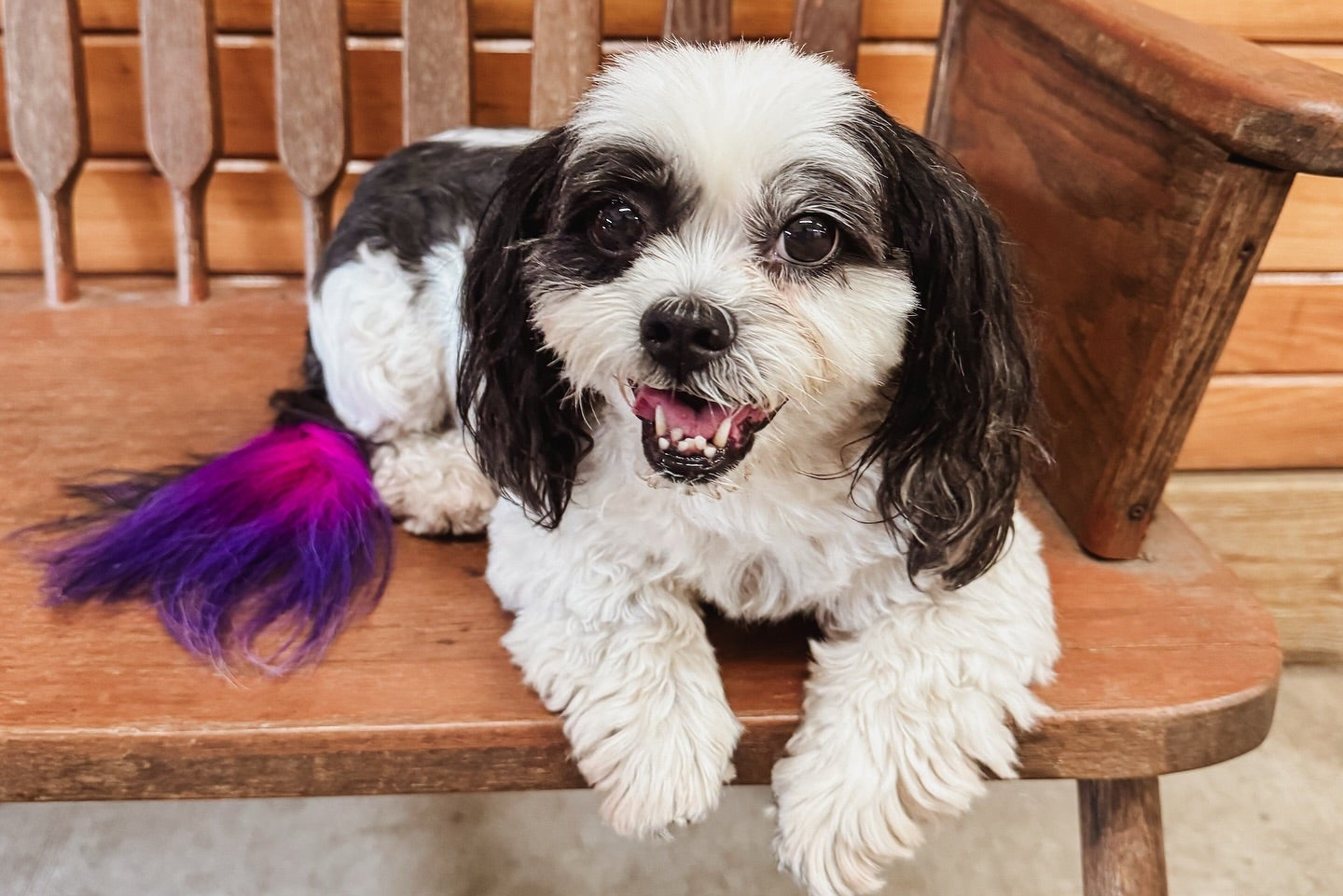 Small dog with a colorful tail sitting on a wooden chair.